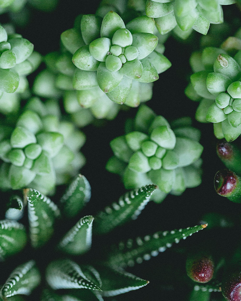 succulents-j-c-lighting