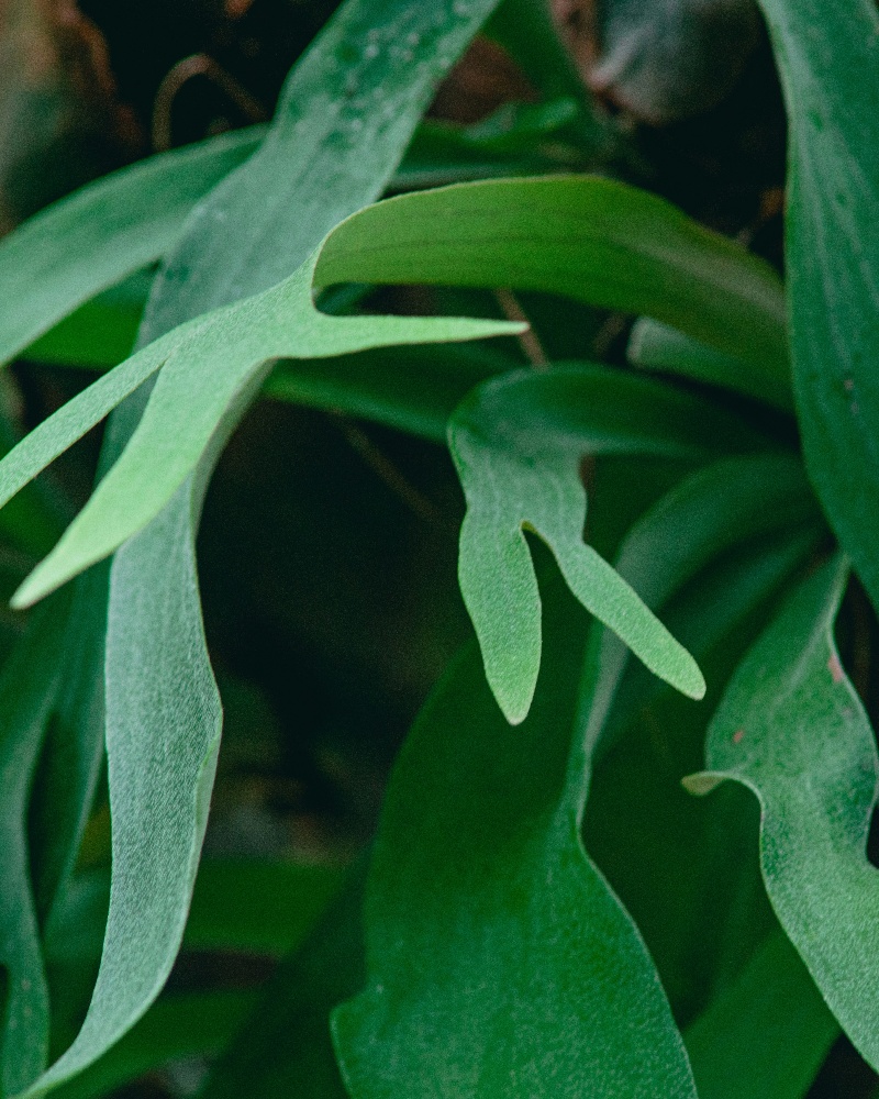 Ornamental Plants Manufacturers High Quality Ornamental Plants ornamental-plants-manufacturers-high-quality-ornamental-plants