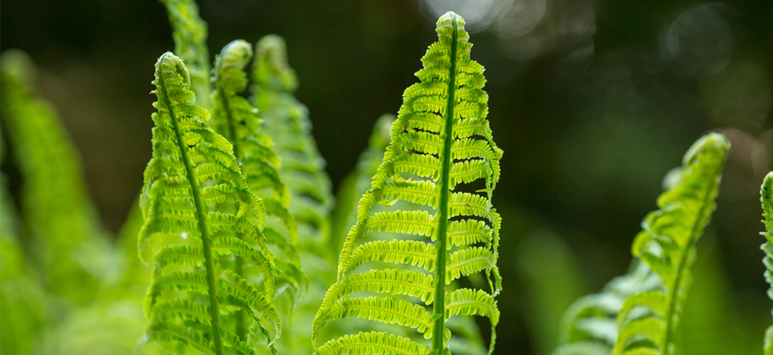 grow lights for fern plants