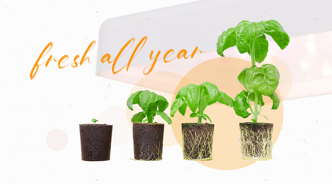 thick short leaves china hydroponic kit for home