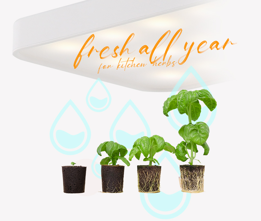 Garden-Herb-Grow