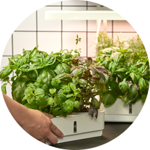 Two Moveable Hydroponic Boxes