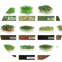 Various seeds growing