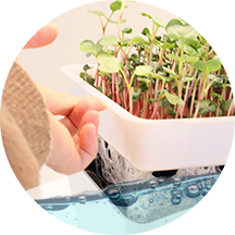 Hydroponic growing