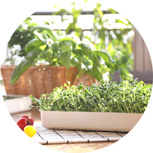 All year gardening