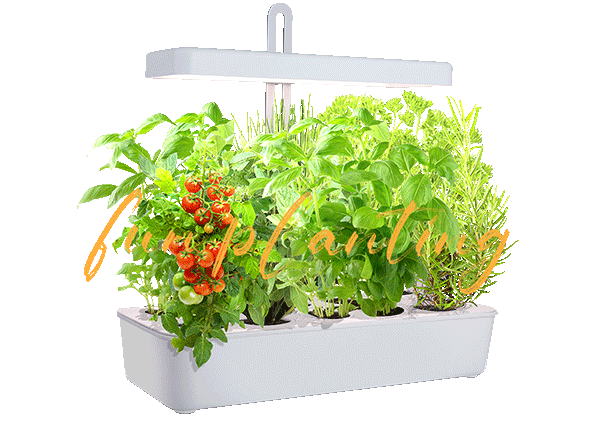 growing herbs in water