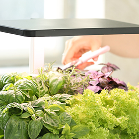 hydroponic growing factory