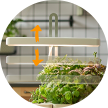 Lamp head can be adjusted