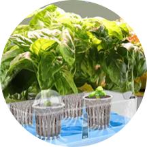Hydroponic grow
