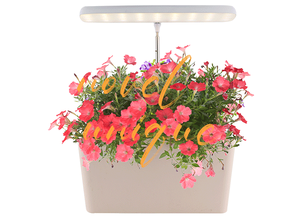 indirect light plants supplier