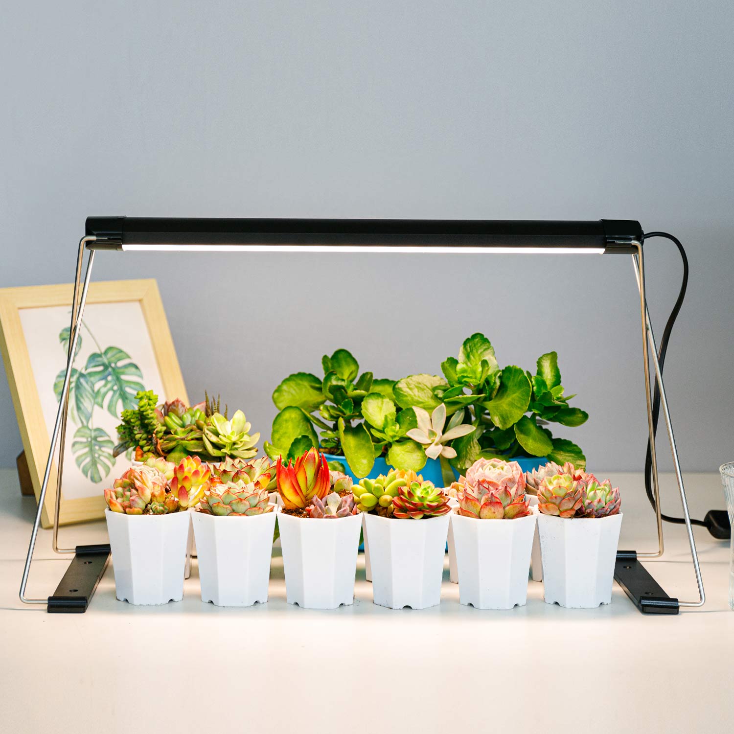Mini shop plant light