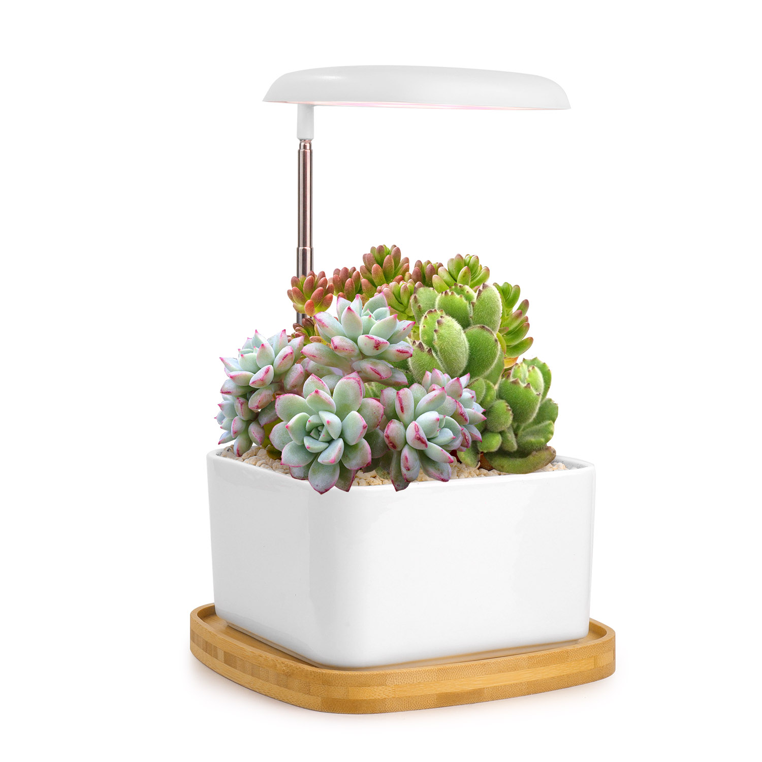 Using Grow Lights For Indoor Plants