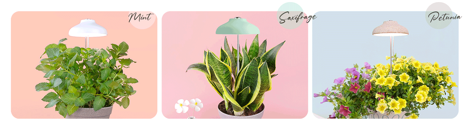 led grow light with timer