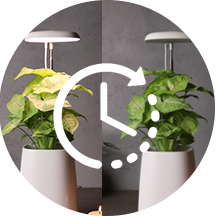 Autonomic regulation