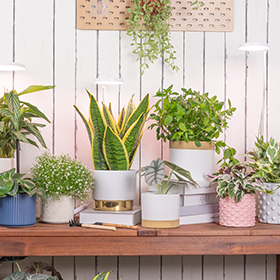 led lights for growing plants supplier