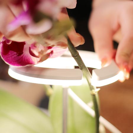 plant light for indoor plants supplier