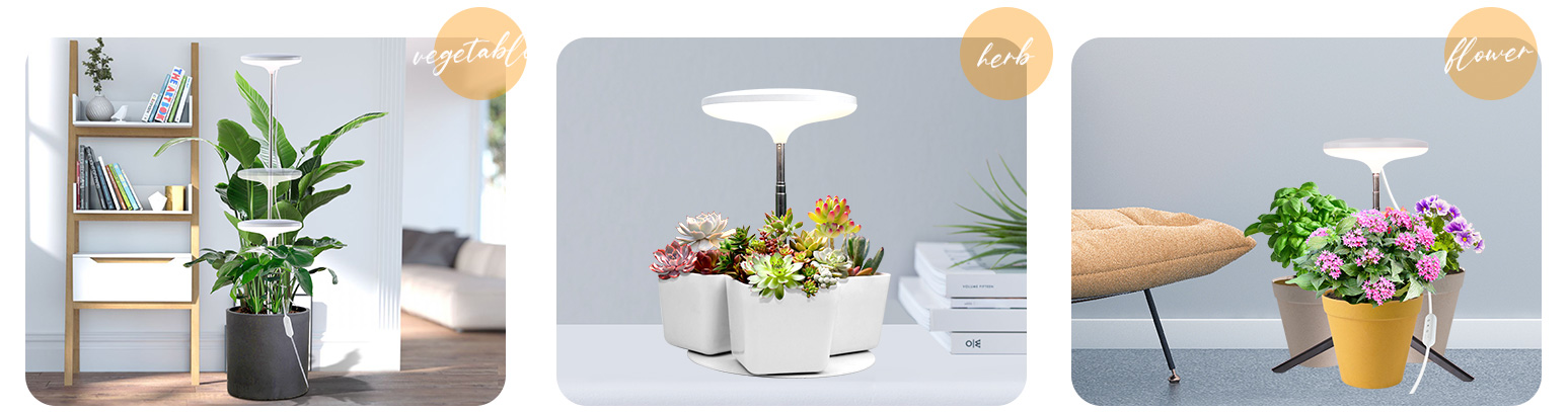pothos plant light factory