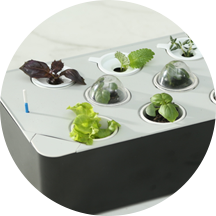 11 pods 