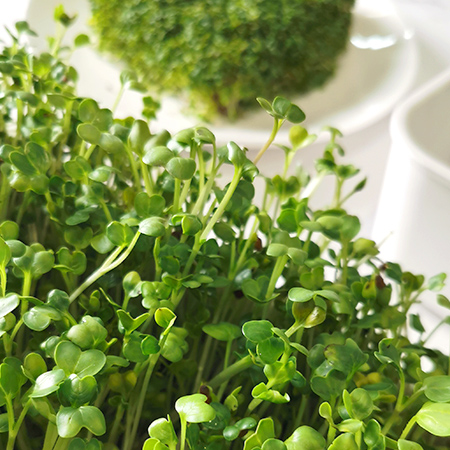 seed starter kit SUPPLIER