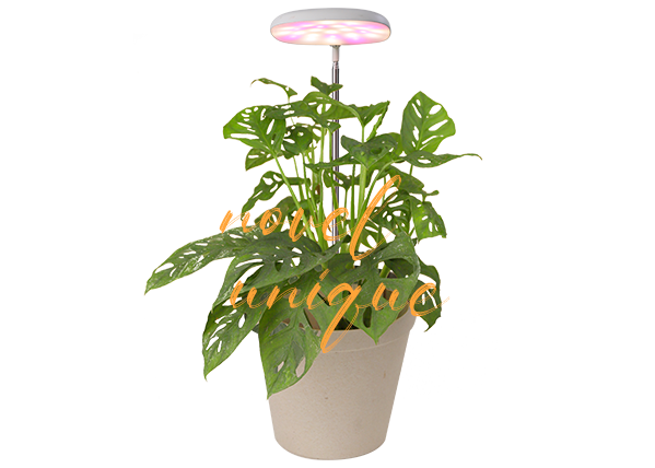 stylish grow lights for indoor plants supplier