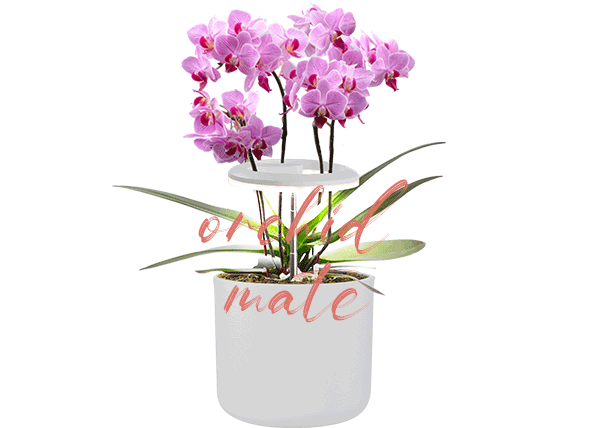 types of grow lights for indoor plants supplier